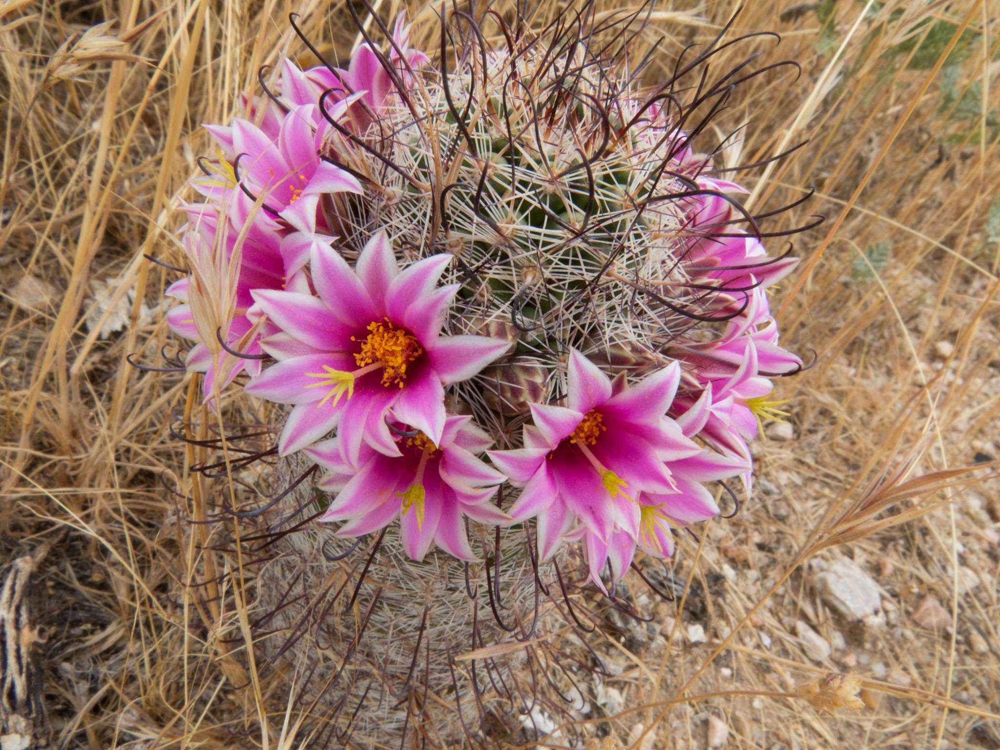 Mammillaria grahamii